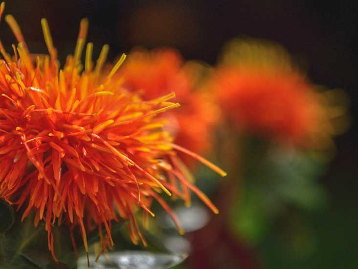 Safflower Oil for Skin Uses and Benefits