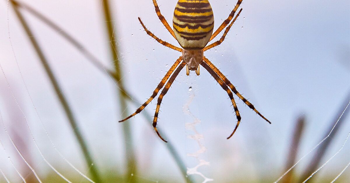 Spider Identification Guide