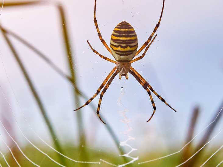 A Guide to the Most Dangerous Spider Bites and the Symptoms