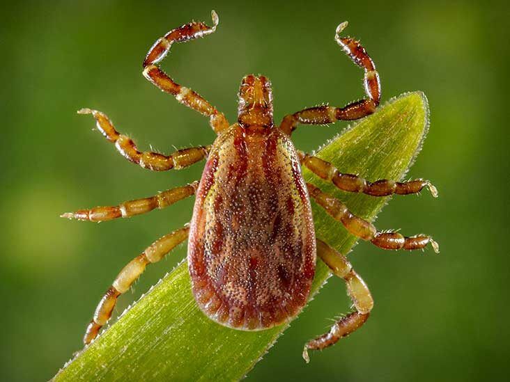 Rickettsia Rickettsii Tick
