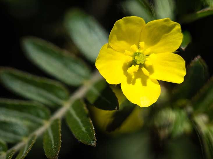 Does Tribulus Terrestris Really Work? An EvidenceBased Look