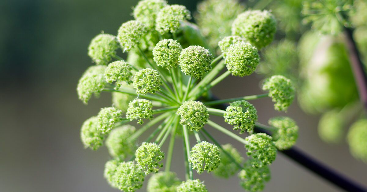 Angelica Root Benefits, Uses, and Side Effects