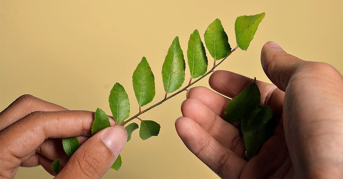 9 Benefits Of Eating Curry Leaves