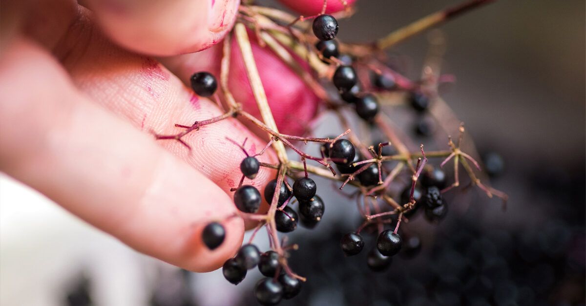 Elderberry While Pregnant What to Know About Safety