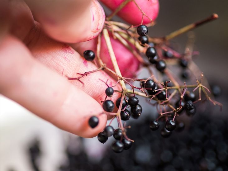 Elderberry While Pregnant What to Know About Safety
