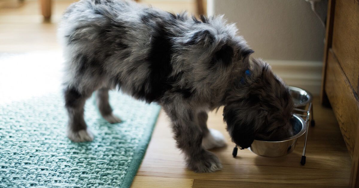 Can Dogs Eat Oatmeal, And Should They?