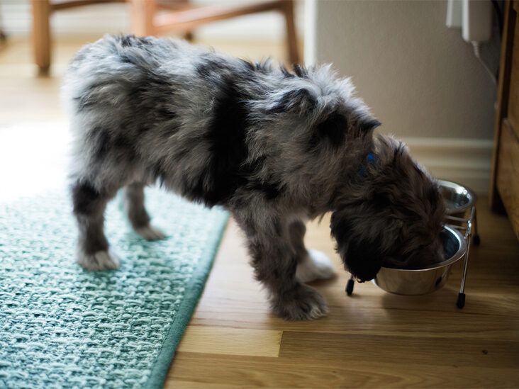 Is raw oatmeal outlet good for dogs