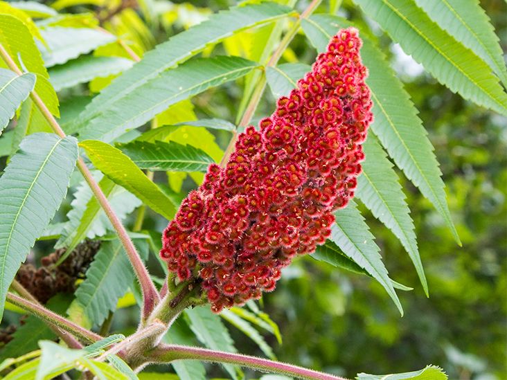 Sumac Benefits Uses And Forms