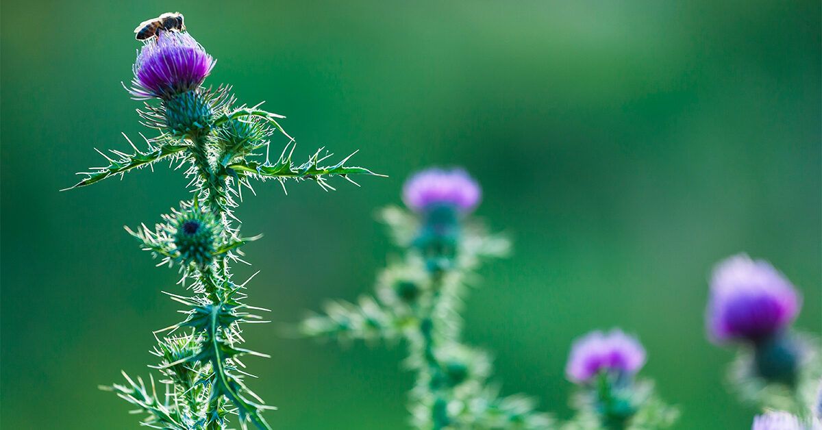 Does Milk Thistle Benefit Weight Loss?