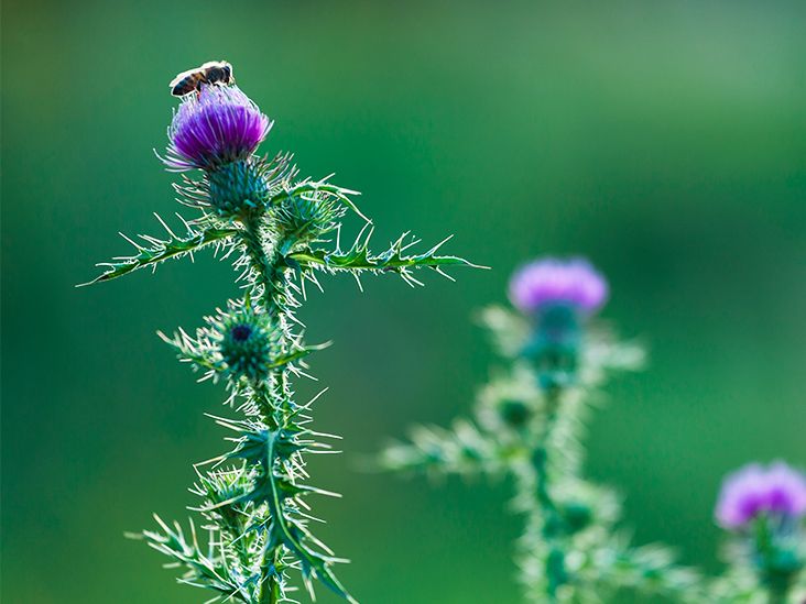 Milk Thistle Extract