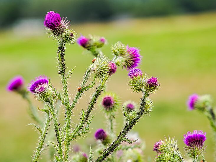 Milk thistle 2025 pain in side