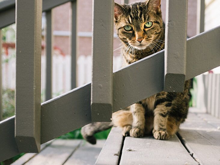 Common cat behavior and its meaning