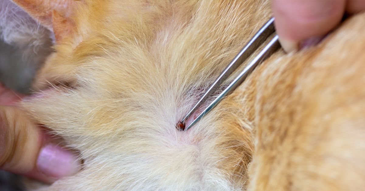 How To Remove A Tick Head That Breaks Off From Its Body?