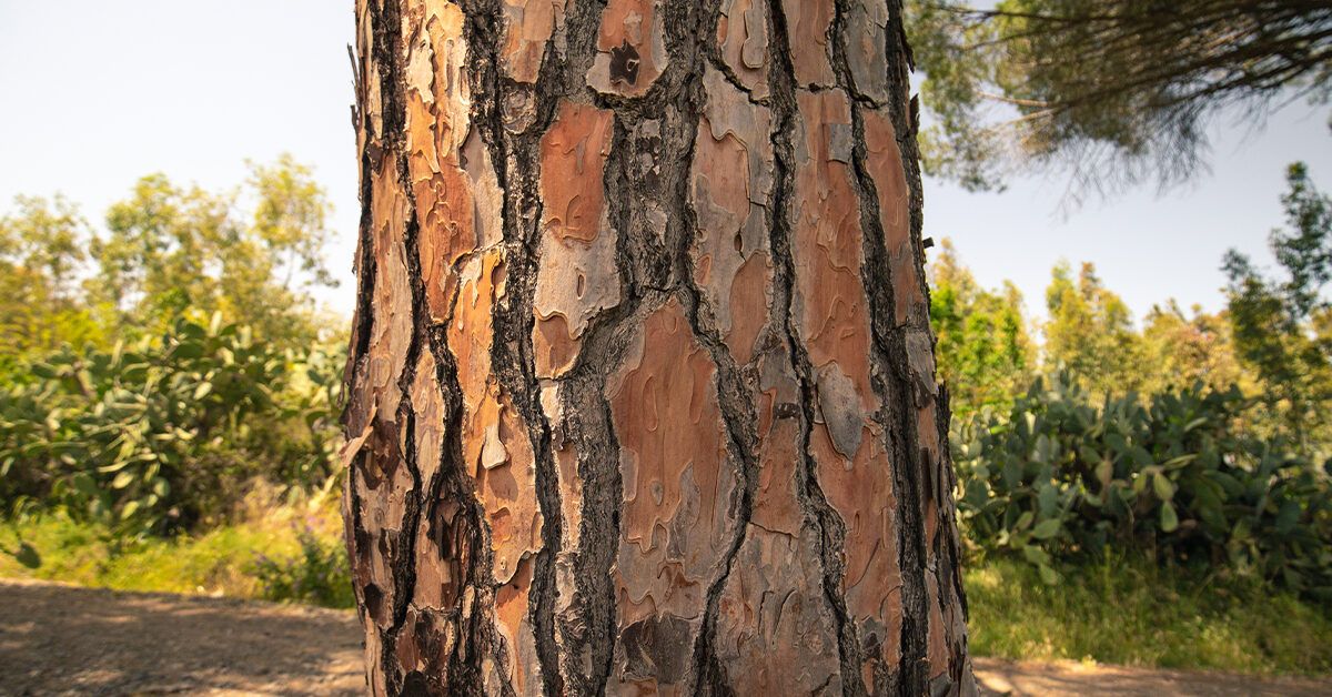 French Pine Bark Extract