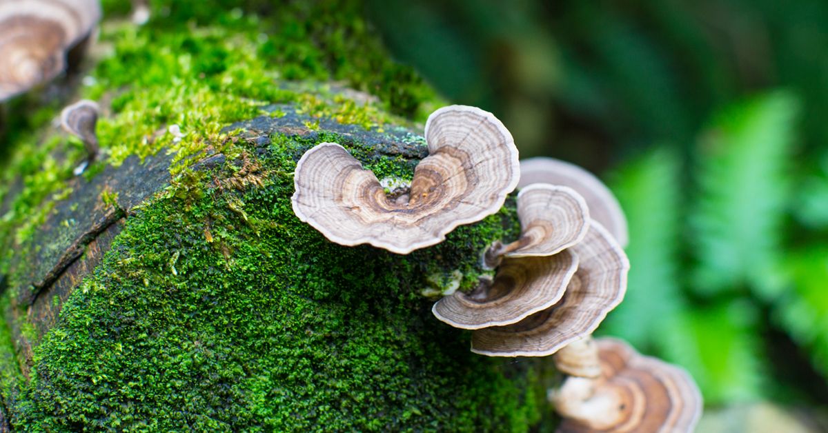 Turkey Tail Mushrooms Can They Help Fight Cancer?