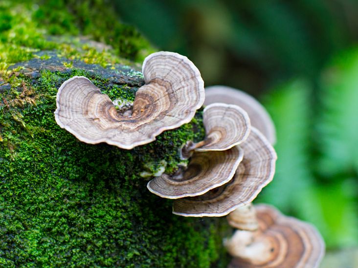 Turkey Tail Mushrooms Can They Help Fight Cancer