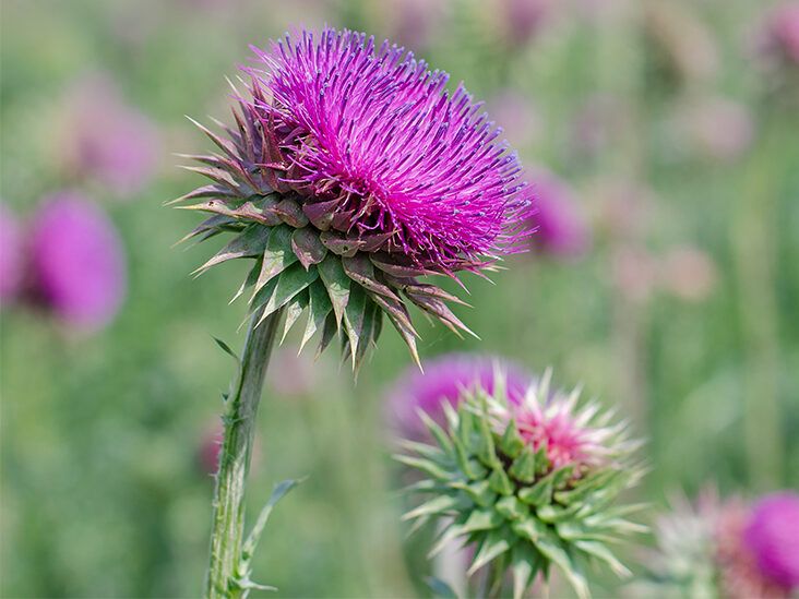 Milk Thistle Tea: Benefits, Side Effects, And Dosage
