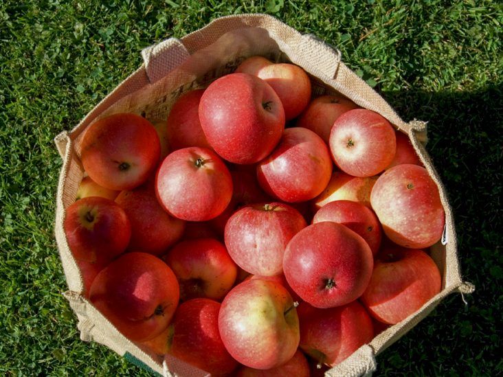 Manager gave me an envy apple and it looks bruised but isnt. Its very  crunchy and sweet but flesh is brown throughout. Is it just excess sugar? :  r/Apples