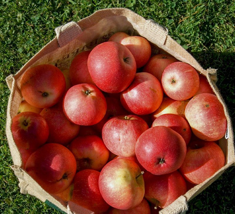 Popular Apples in a Smaller Size - The New York Times