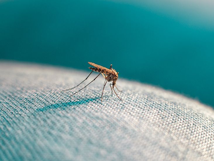 Mosquito Bites on Babies: Identifying, Treating, Preventing
