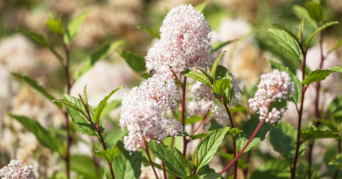 Red root: uses, benefits, side effects, and dosage