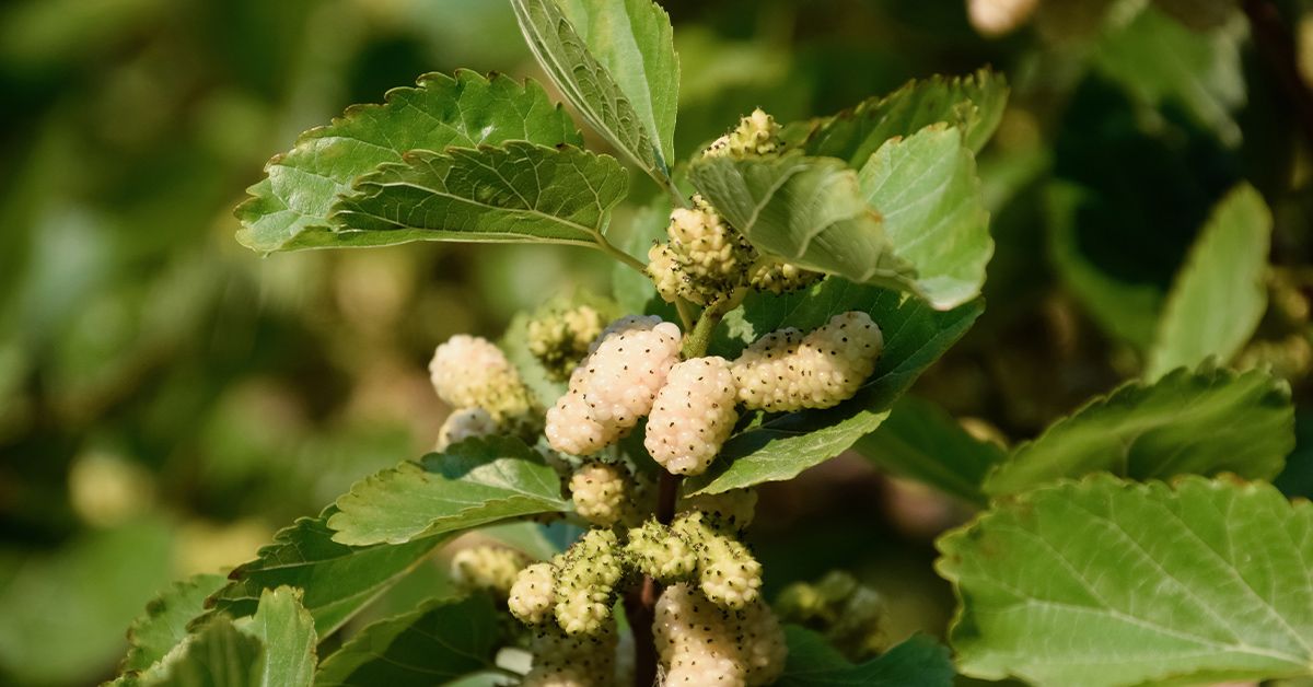 White Mulberry: Nutrients, Benefits, and Downsides