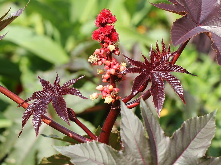 Should You Take Castor Oil to Lose Weight?