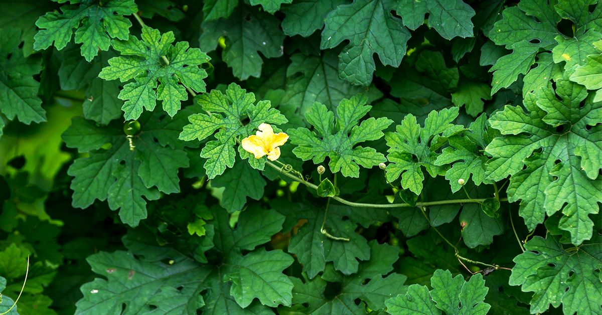 Bitter gourd 2024 leaves benefits