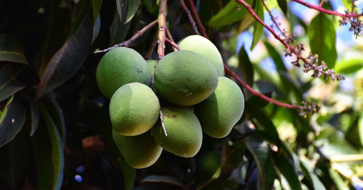 African mango extract benefits