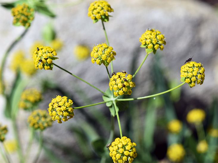 Bupleurum Root