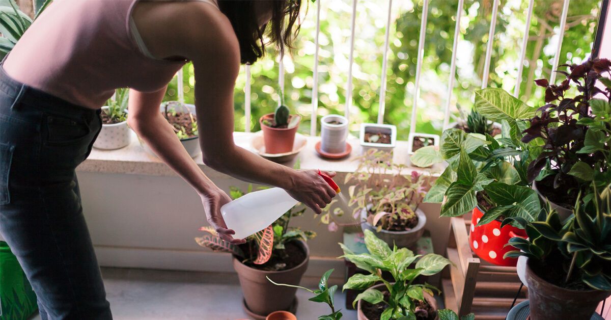 Plants for Anxiety: How My Houseplants Help Me Take Care of Myself