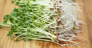 Where Can I Buy Broccoli Sprouts Easily 