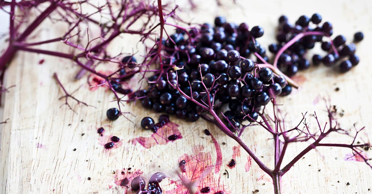 Elderberry and COVID19 What You Need to Know