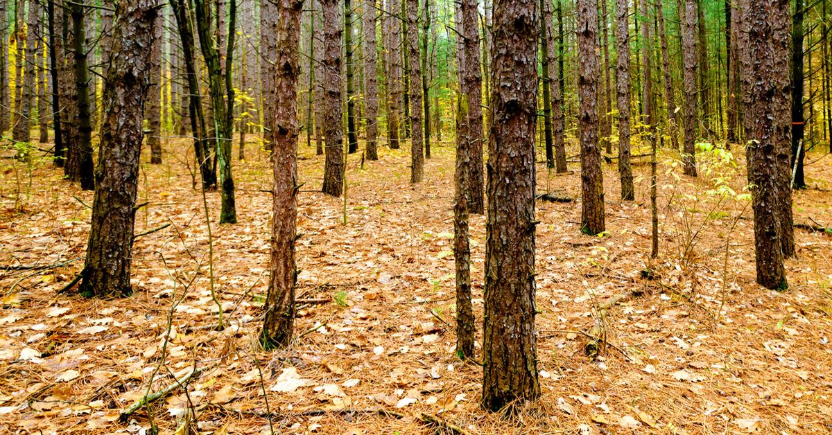 Can You Drink Turpentine Oil? Uses, Risks, and More