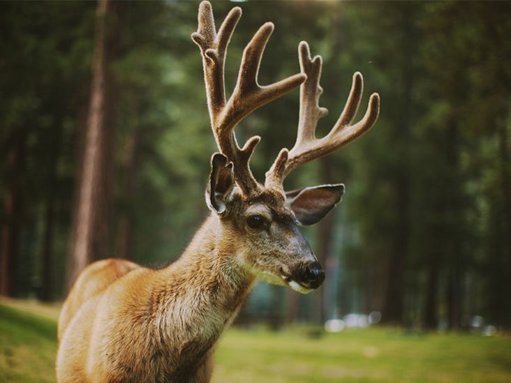 Deer Antler Velvet—What Is It, How Does It Work?