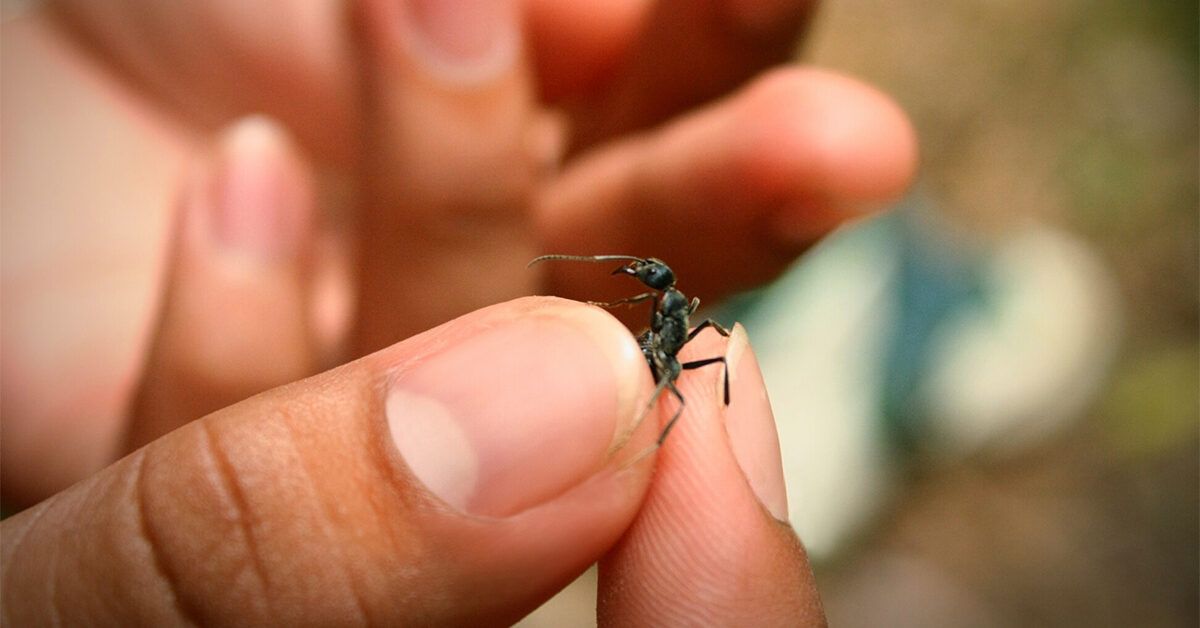 Tout ce que vous devez savoir sur la consommation de fourmis