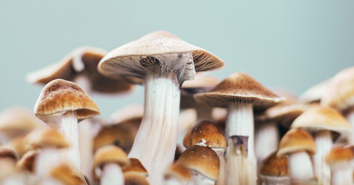 Une conférence et un film sur les champignons révèlent la véritable magie des champignons