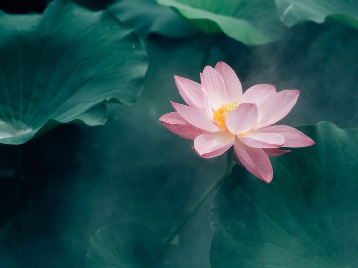 Blue Lotus Flowers (Dried) – Lash Heaven