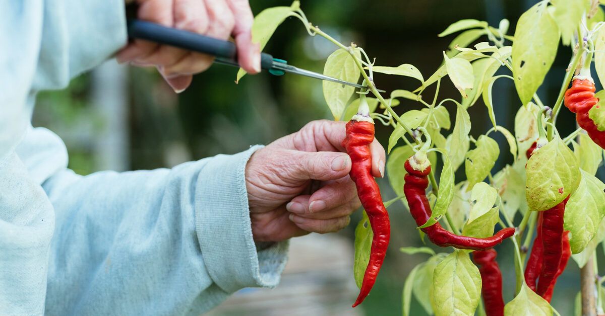 10 Best Substitutes for Chili Peppers - Clean Eating Kitchen