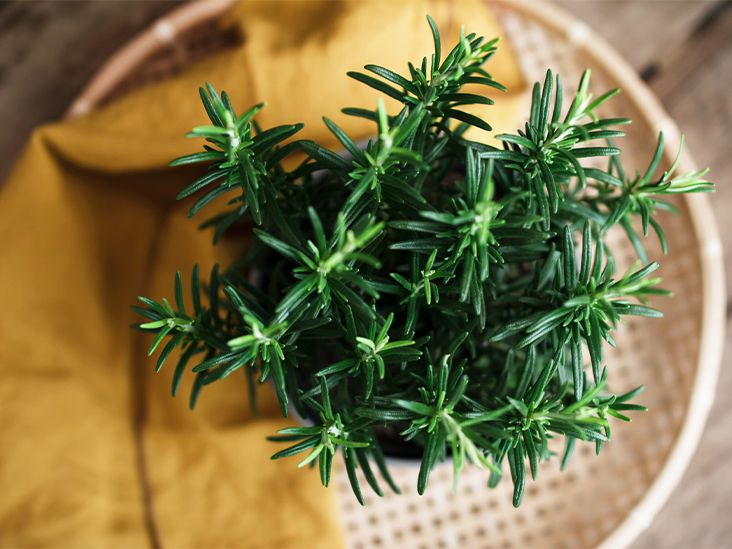The Health Potential of Rosemary