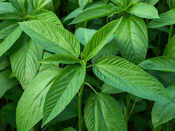 Mint Leaves Benefits For Basic Bodily Functions - HealthKart