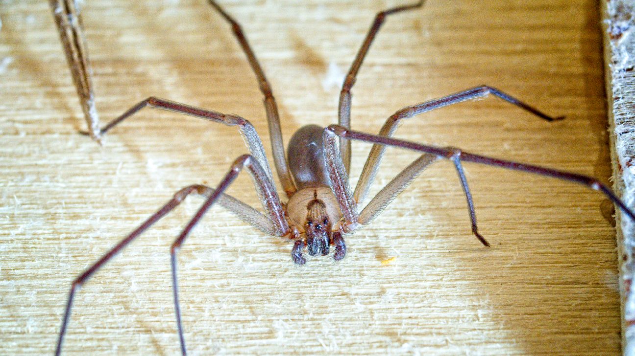 Baby brown recluse bite
