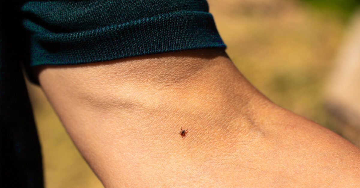 poisonous ticks bites