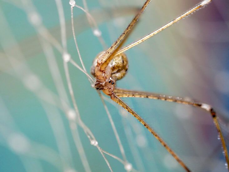 Brown Recluse Spiders: How to Tell if You Were Bitten