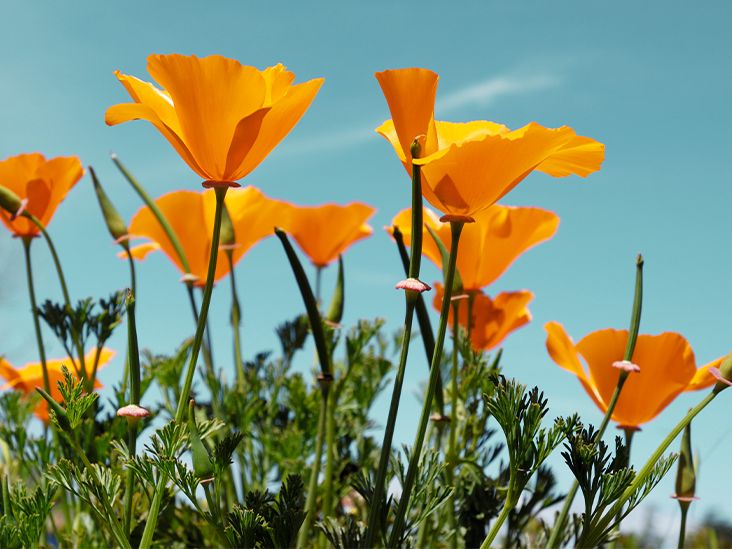 California Poppy: Benefits, Uses, Dosage, and Side Effects
