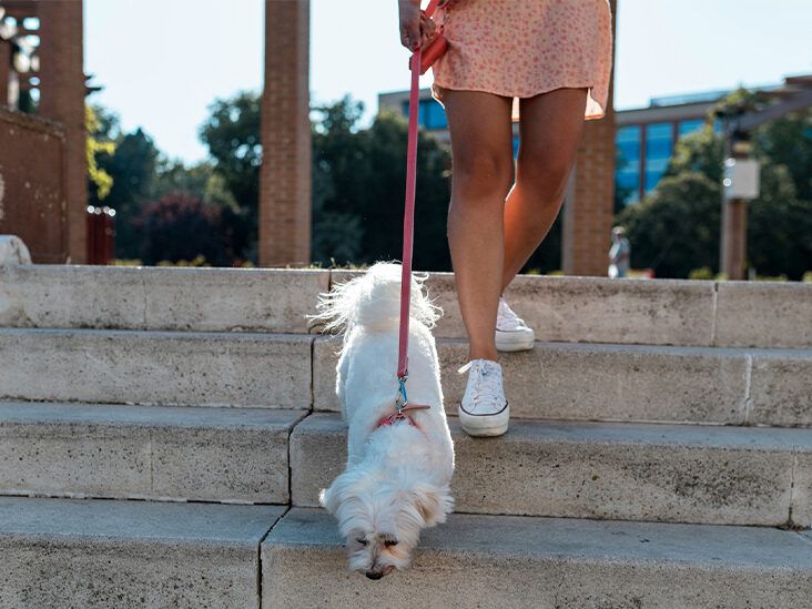 https://media.post.rvohealth.io/wp-content/uploads/2021/12/walking-dog-female-legs-732x549-thumbnail-732x549.jpg