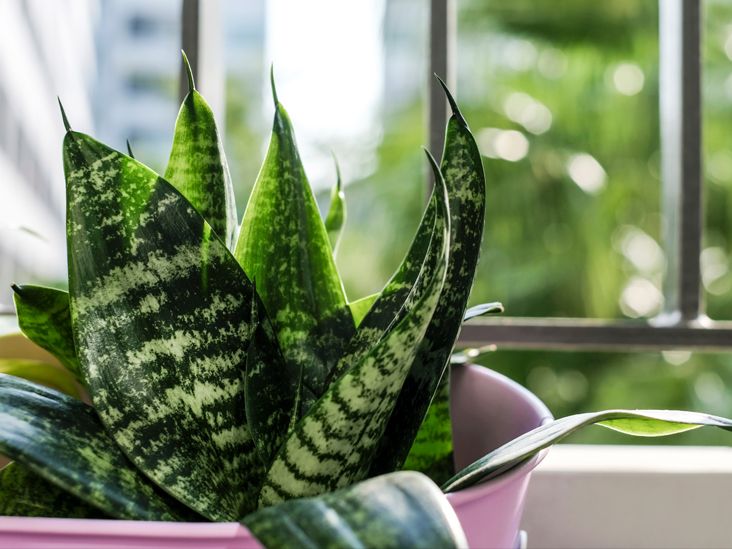 Watering Guide: Learn the correct watering techniques for snake plants, including how often to water and how to prevent overwatering or underwatering.