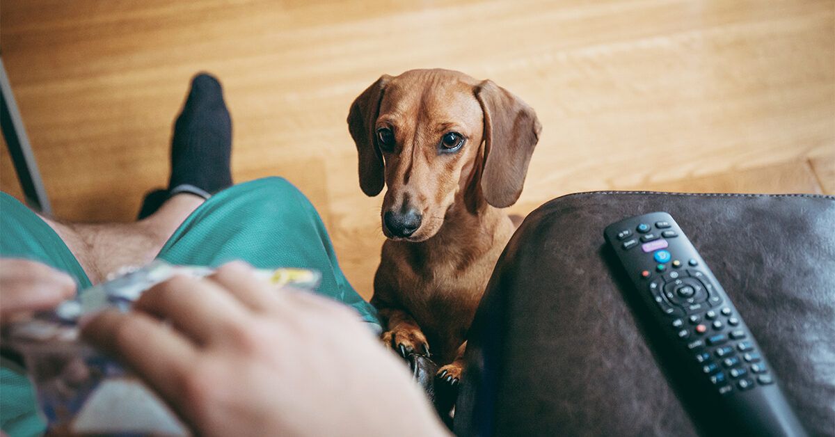 Dog accidentally eats clearance chocolate