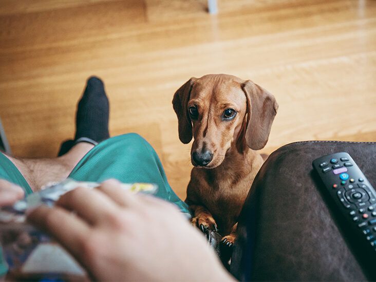 Dog drank hot clearance chocolate