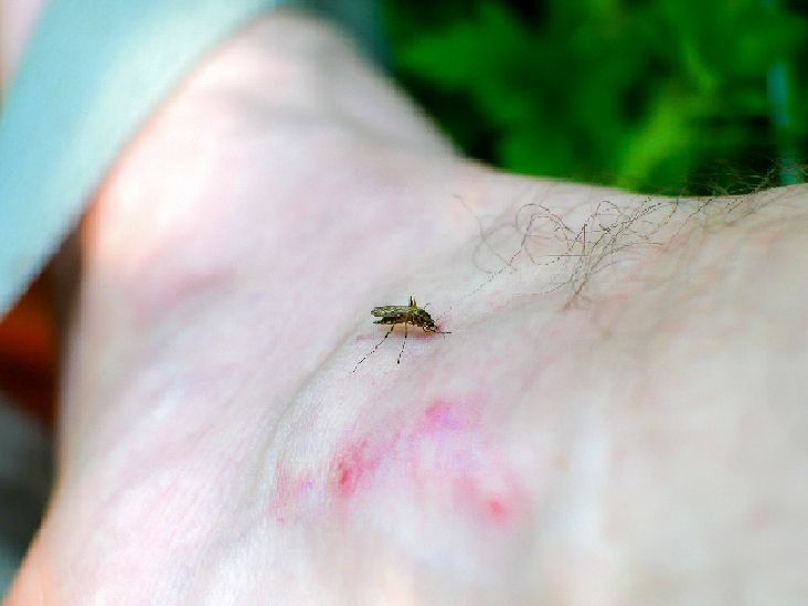 Beware: The Ankle-biter Mosquitoes